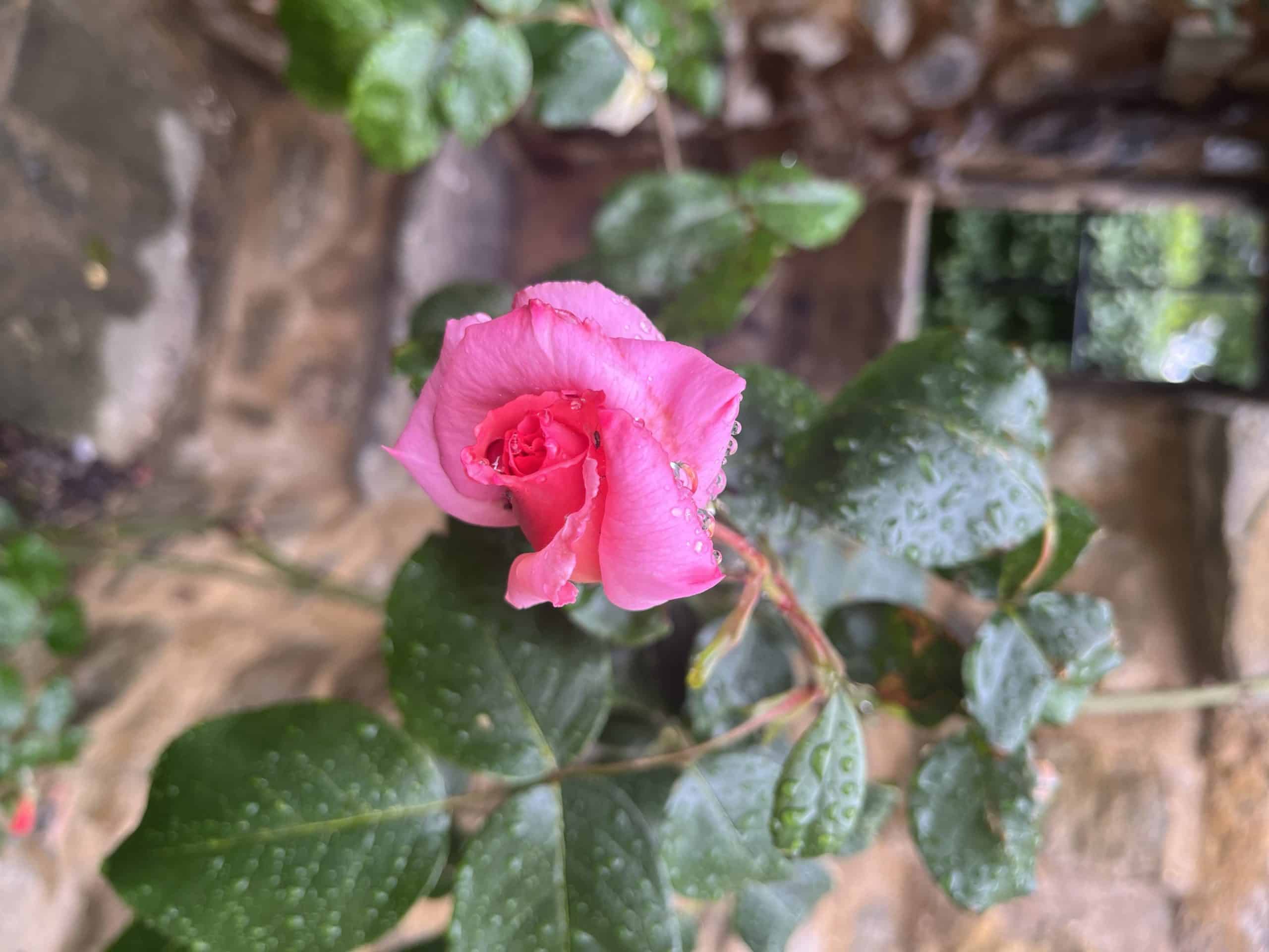 Feminine Embodiment Coaching with Ellie Cleary